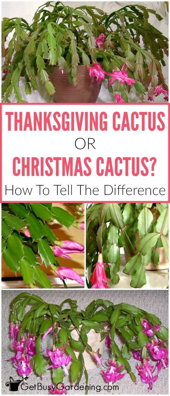 Holiday Cactus Care: How To Grow Thanksgiving and Christmas Cactus -   21 planting Cactus fun
 ideas