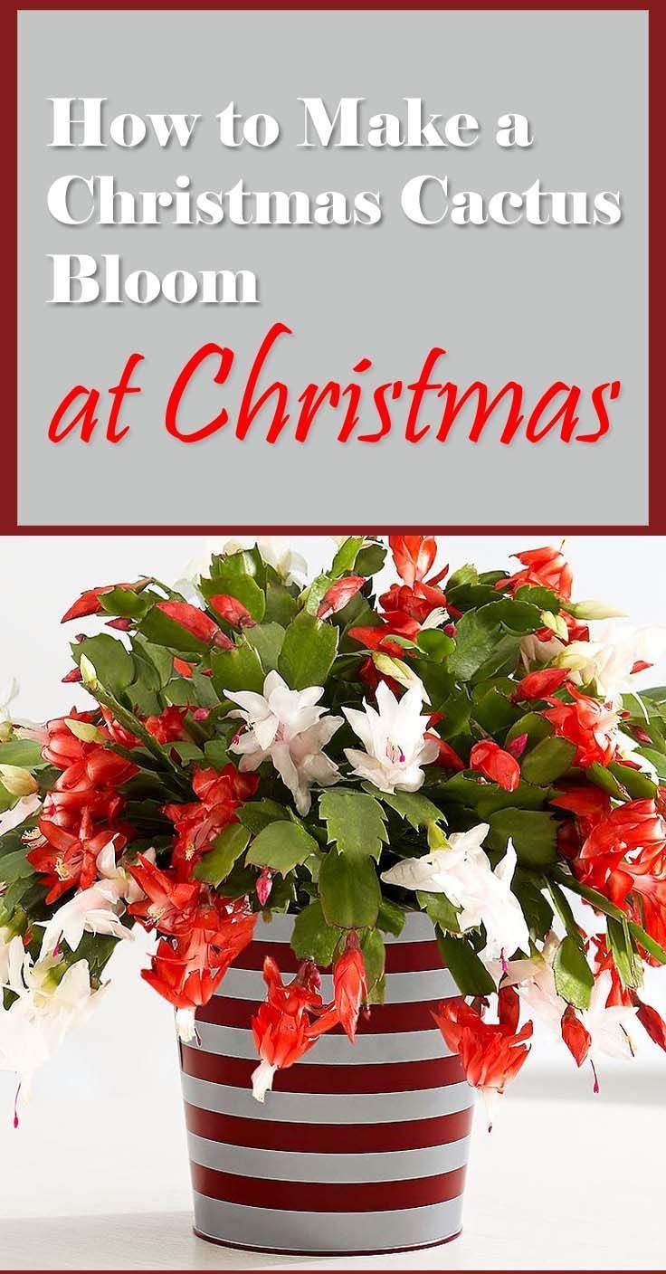 How to Make a Christmas Cactus Bloom at Christmas -   21 planting Cactus fun
 ideas