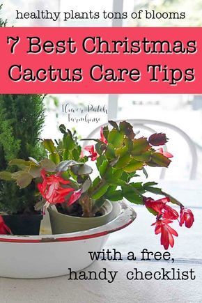 Best Christmas Cactus Care Tips -   21 planting Cactus fun
 ideas