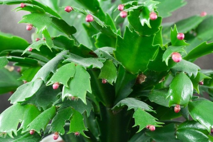 How to Get Your Christmas Cactus to Bloom! -   21 planting Cactus fun
 ideas