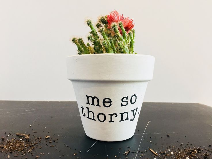Me So Thorny Cactus Planter | Funny Gift | Cactus Pot | Plant Pun | Gift for Plant Lover | Cactus Plant | Small Pot | Funny Decor | Indoor -   21 planting Cactus fun
 ideas