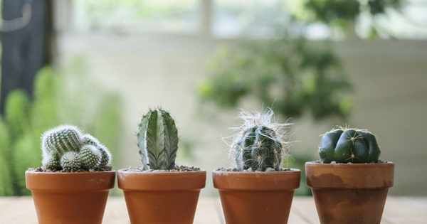 How to grow cacti from seed -   21 planting Cactus fun
 ideas