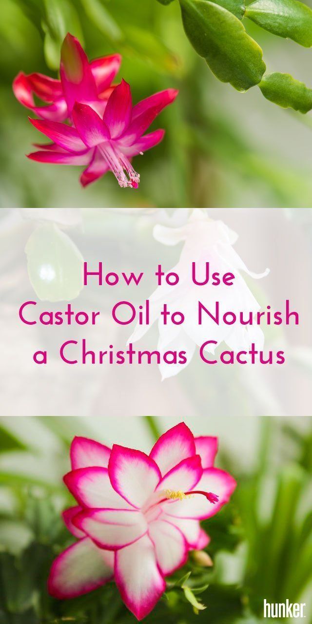 How to Use Castor Oil to Nourish a Christmas Cactus -   21 planting Cactus fun
 ideas