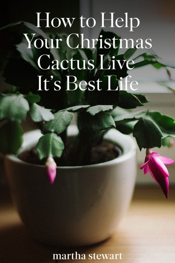 21 planting Cactus fun
 ideas