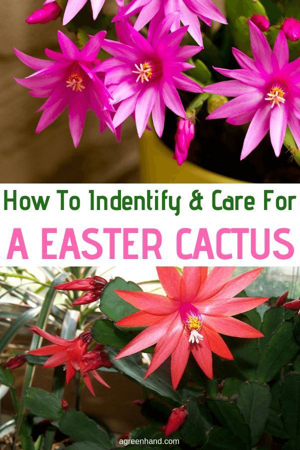How To Indentify And Care For A Easter Cactus -   21 planting Cactus fun
 ideas