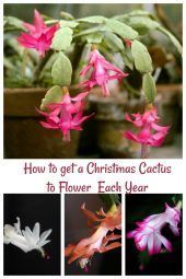 Christmas Cactus - How to Get this festive holiday plant to flower -   21 planting Cactus fun
 ideas