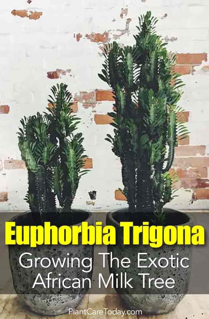 Euphorbia Trigona: African Milk Tree Exotic and Sometimes Dangerous -   21 planting Cactus fun
 ideas