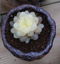 The Mini Succulent - 100 seeds -   21 planting Cactus fun
 ideas