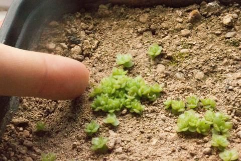 How to Grow Succulents from Seeds -   21 planting Cactus fun
 ideas