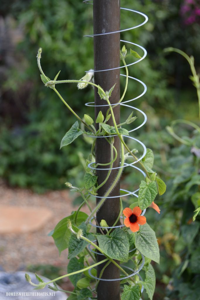 Slinky Hack and Trellis for a Favorite Flowering Vine -   22 backyard garden trellis
 ideas