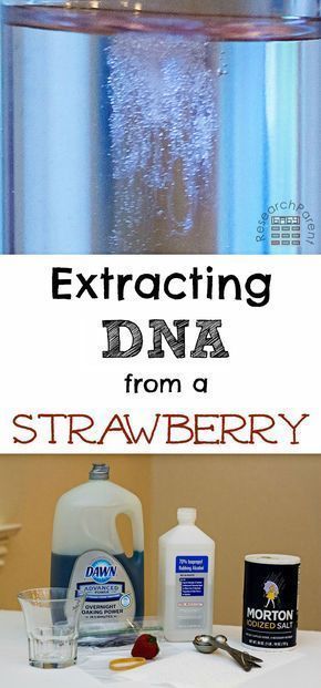 Extracting DNA from a Strawberry -   24 plants Teaching fun
 ideas