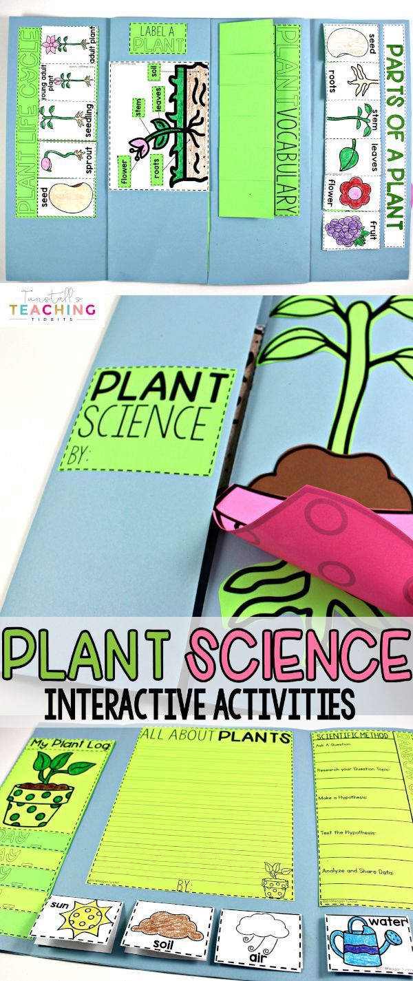 24 plants Teaching fun
 ideas