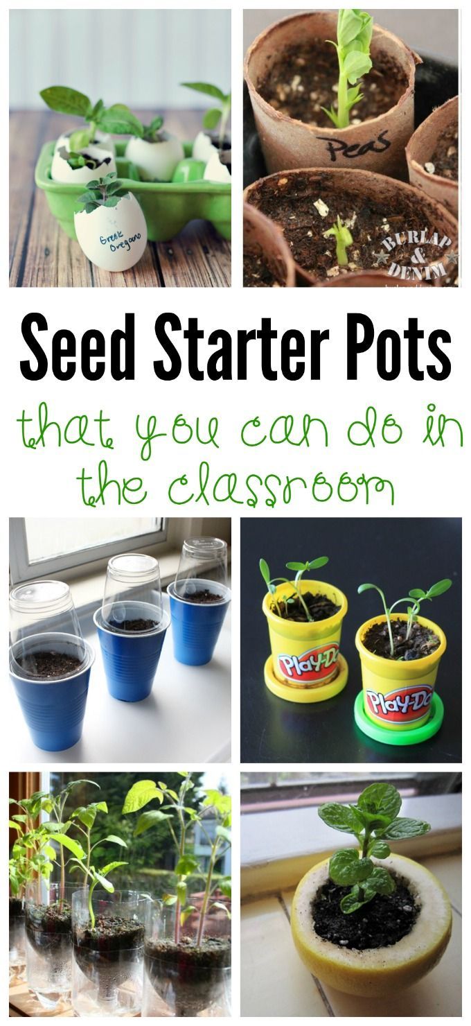 DIY Seed Starter Pots You Can Do in the Classroom -   24 plants Teaching fun
 ideas