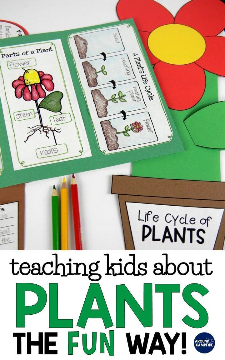 Plant Life Cycle Activities-Fun, Hands-on Science for Kids -   24 plants Teaching fun
 ideas
