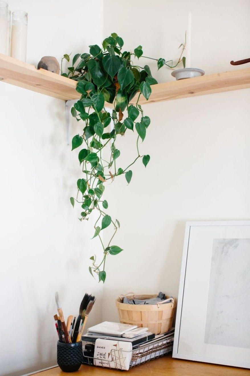 40 Awesome Indoor Plants Decor Ideas For Your Home And Apartment -   11 plants Room decor
 ideas