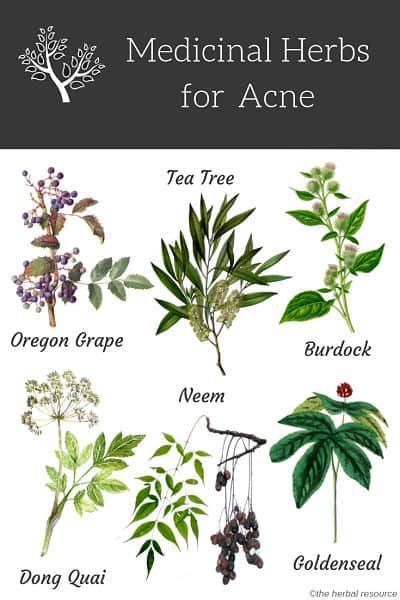 Herbs for Acne Treatment and Prevention -   12 skin care Illustration acne treatment
 ideas