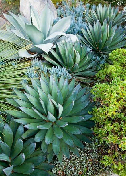 Flair for drama -   12 succulent garden australia
 ideas