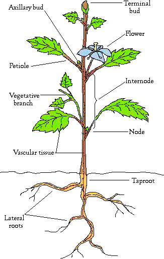 Stems & Roots Lesson Plan -   14 planting Illustration botany
 ideas
