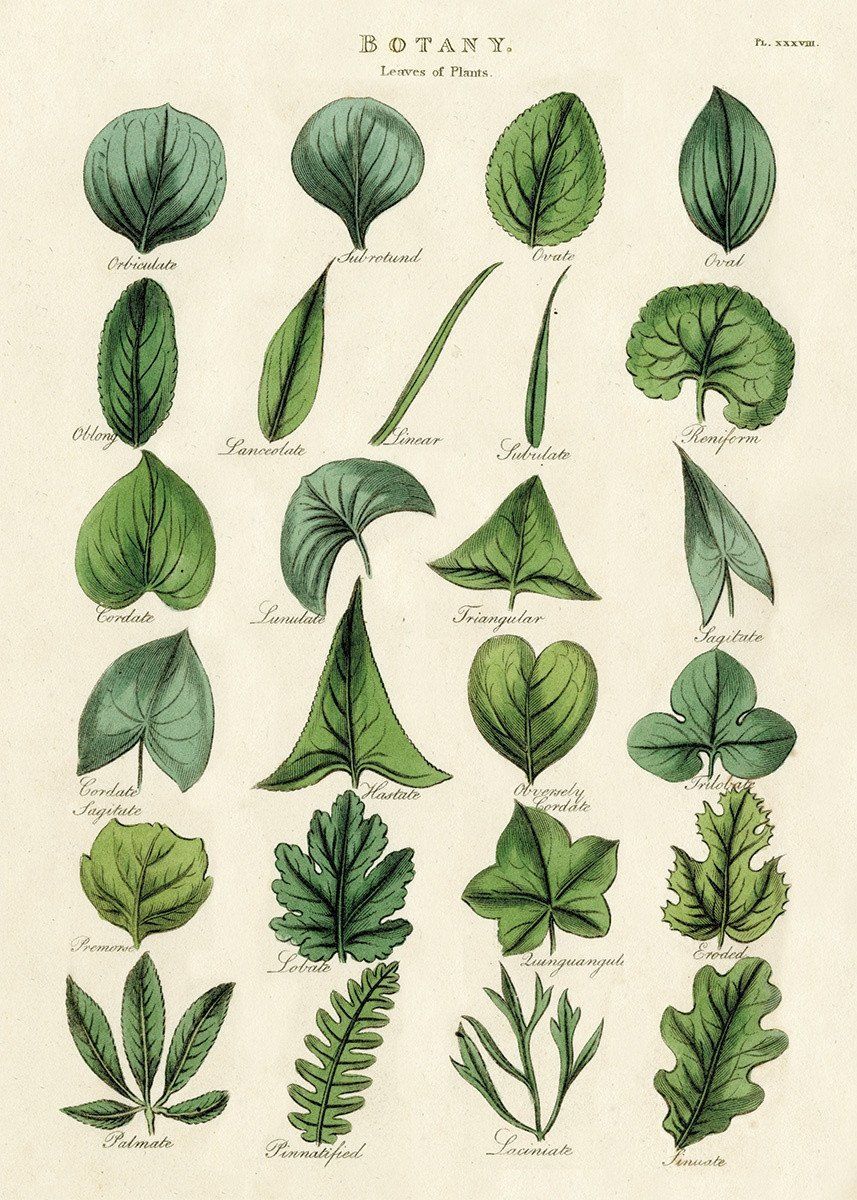Cavallini & Co. Botany Leaves Decorative Paper Sheet -   14 planting Illustration botany
 ideas