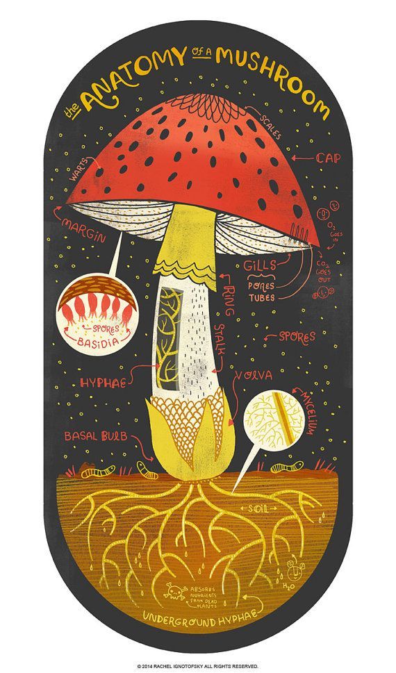 The Anatomy of a Mushroom art print -   14 planting Illustration botany
 ideas
