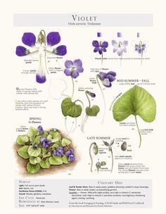 Foraging & Feasting Limited Edition Print - Violet -   14 planting Illustration botany
 ideas