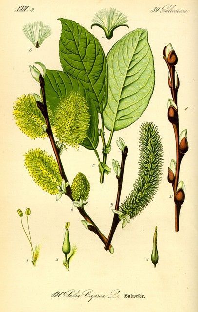 Saule, Salix : planter, tailler et entretenir -   14 planting Illustration botany
 ideas