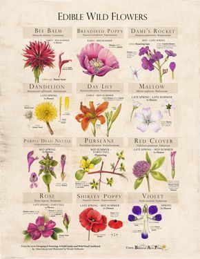 14 planting Illustration botany
 ideas
