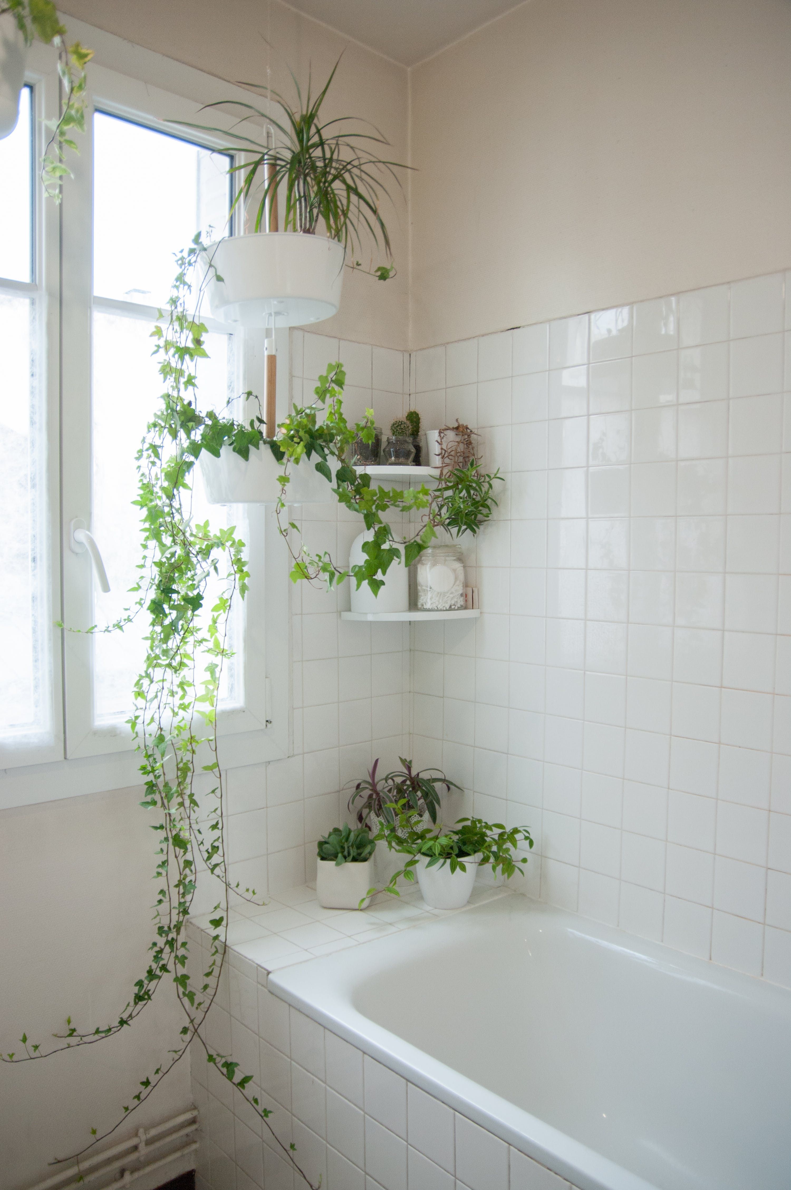 14 plants Bathroom no light
 ideas