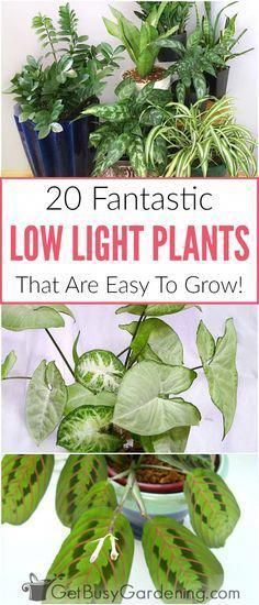 20 Low Light Indoor Plants That Are Easy To Grow -   14 plants Bathroom no light
 ideas