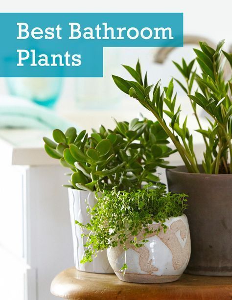See the 6 best houseplants that can thrive in your bathroom as well as basic care tips. -   14 plants Bathroom no light
 ideas