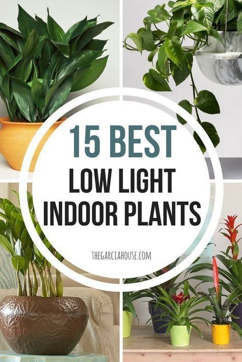 15 Best Low Light Indoor Plants -   14 plants Bathroom no light
 ideas