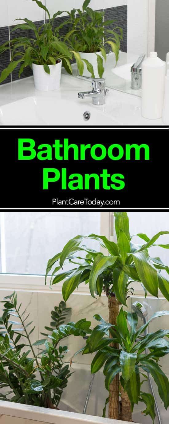 14 plants Bathroom no light
 ideas