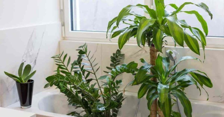 17 Best Bathroom Plants, How To Use, How To Choose -   14 plants Bathroom no light
 ideas