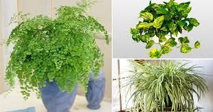 17 Best Plants to Grow Indoors without Sunlight -   14 plants Bathroom no light
 ideas