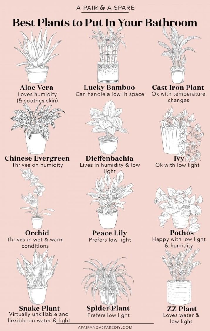 The Ultimate Guide To Decorating Your Entire Home -   14 plants Bathroom no light
 ideas