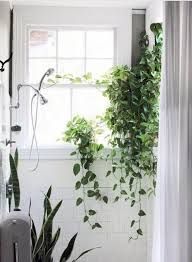 14 plants Bathroom no light
 ideas