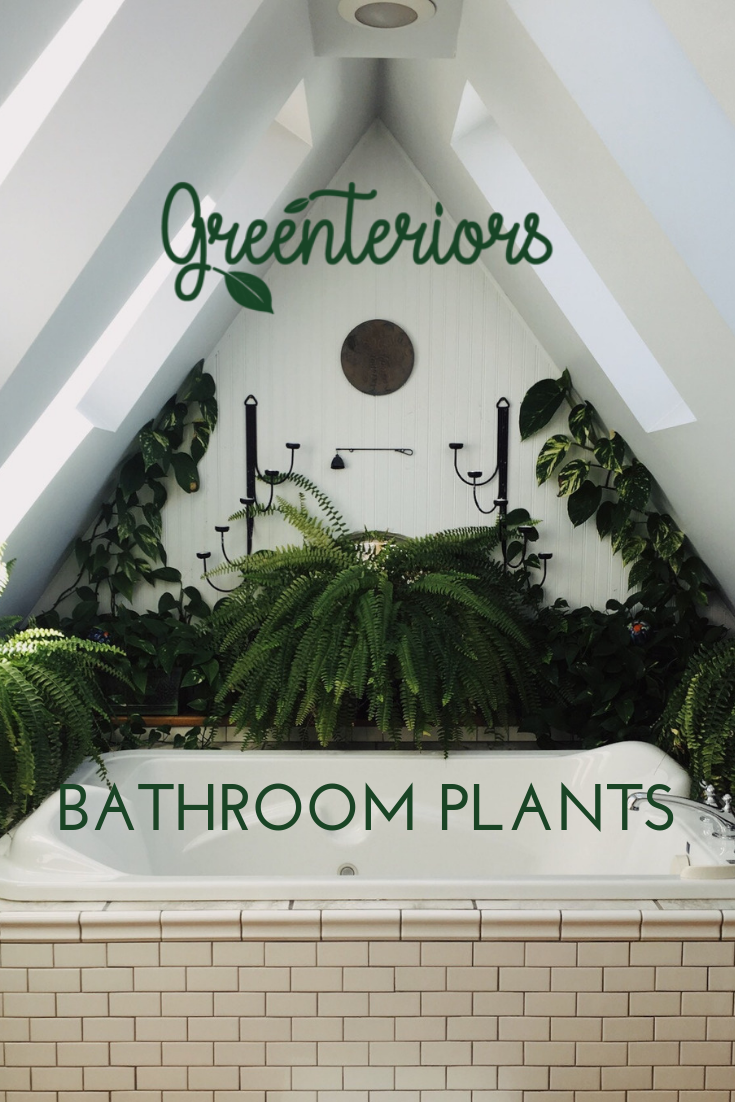 Bathroom Plants -   14 plants Bathroom no light
 ideas