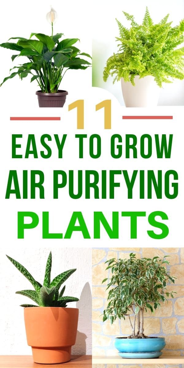 11 Air Purifying Plants--Even Brown Thumbs Can Grow -   17 plants Decorating products
 ideas