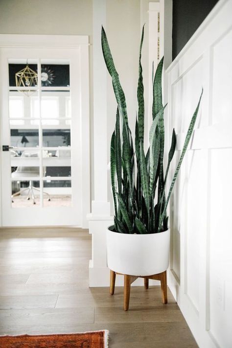 10 Houseplants That Don't Need Sunlight -   17 plants Decorating products
 ideas