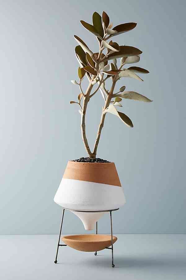 17 plants Decorating products
 ideas