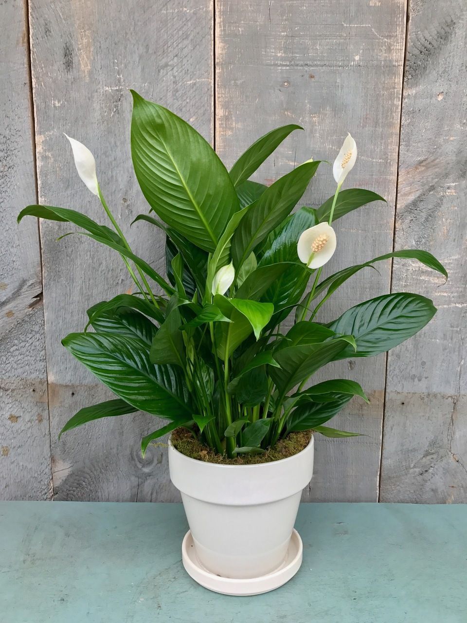 Peace Lily -   17 plants Decorating products
 ideas
