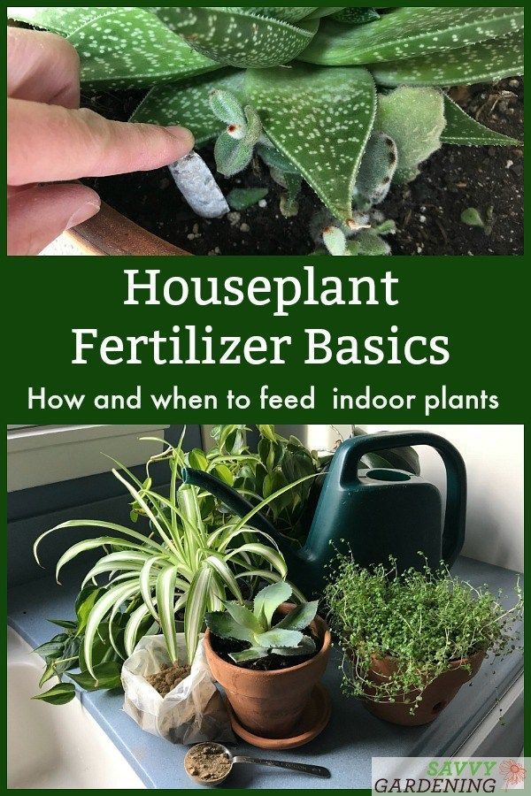 Houseplant Fertilizer Basics: How and When to Feed Houseplants -   17 plants Decorating products
 ideas