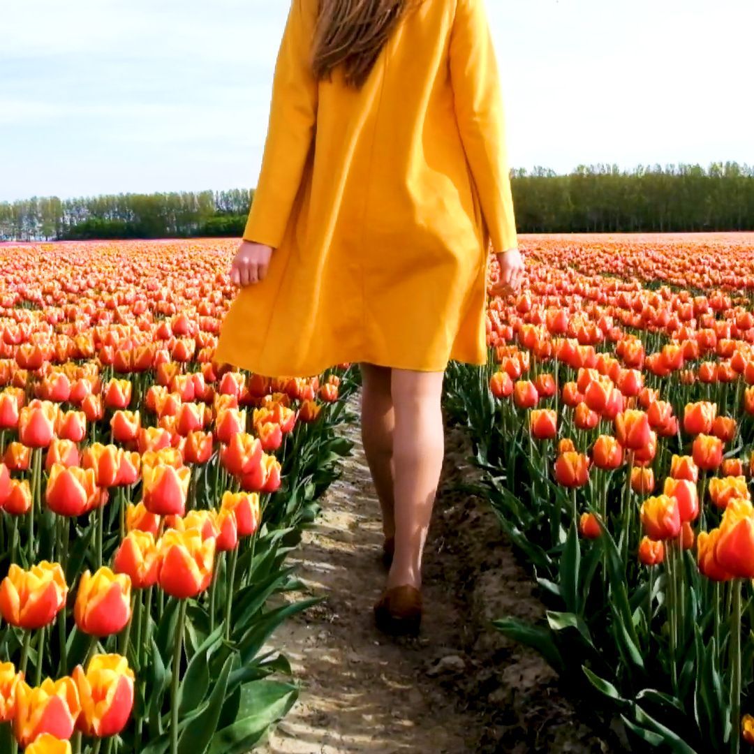 Tulip Season in the Netherlands -   17 travel destinations Videos ideas