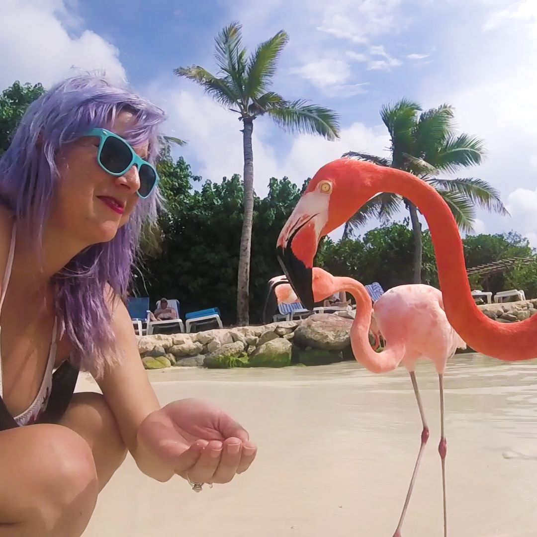 Flamingo Beach | Aruba -   17 travel destinations Videos ideas