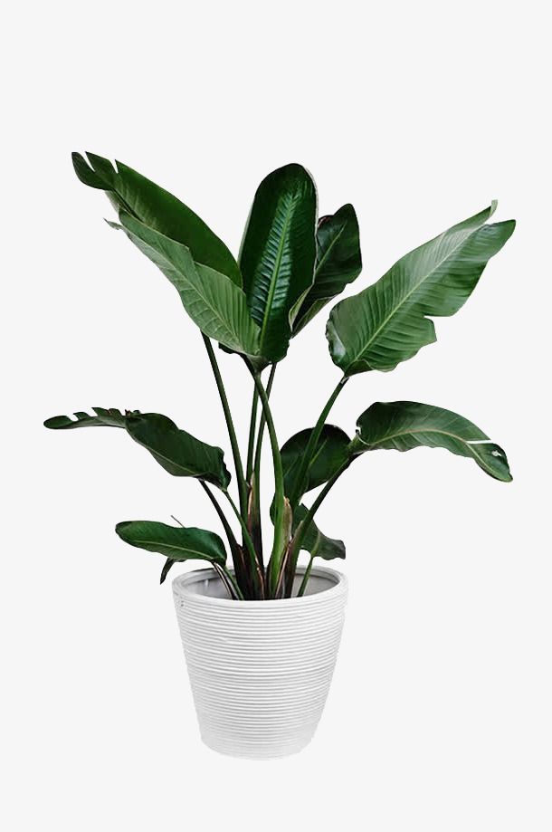 Potted Green Plants, Plants Clipart, Large Leaves, Plants PNG Transparent Image and Clipart for Free Download -   10 plants Png interior rendering ideas