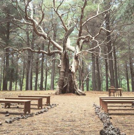 10 wedding Forest altar ideas