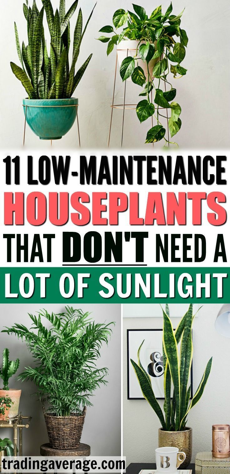 11 Houseplants That Don't Need A Lot of Sunlight To Grow -   11 garden design Easy plants ideas