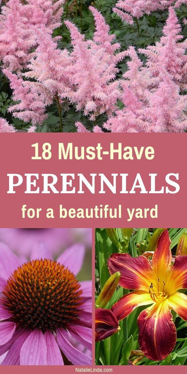 18 Low-Maintenance Perennials For Your Garden -   11 garden design Easy plants ideas
