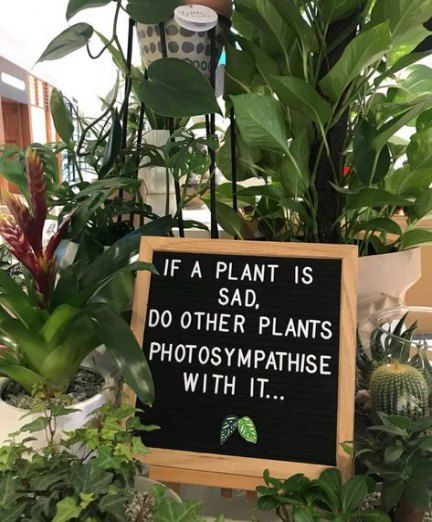 12 planting Quotes mottos ideas