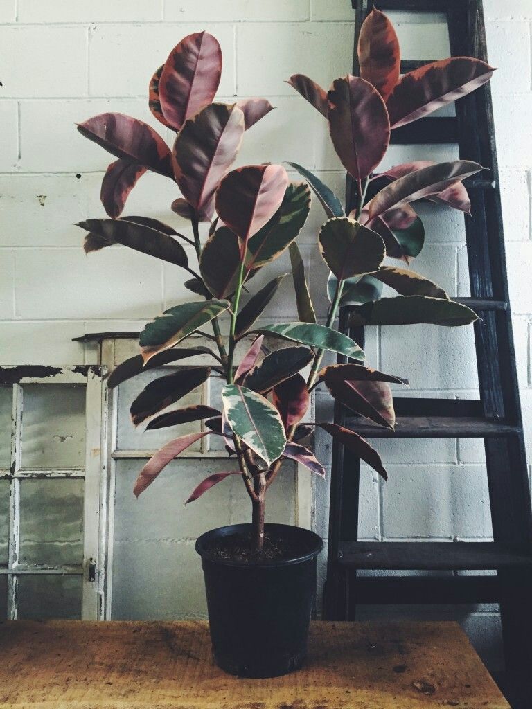 Indoor plants: 10 best house plants -   12 plants Interieur fleurs ideas
